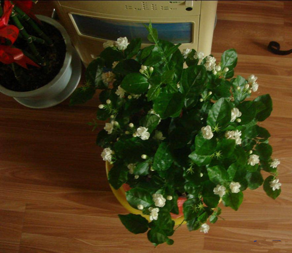 室內(nèi)植物選擇與擺放風(fēng)水禁忌